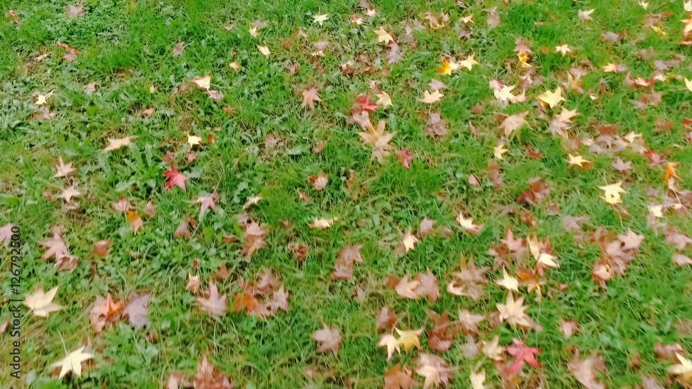 Dolly shot of leaves and grass in autumn Dolly shot of leaves and grass in autumn