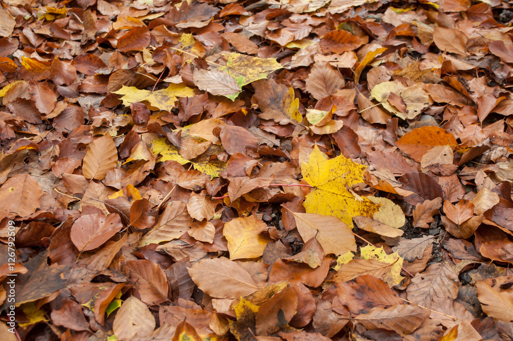 texture de feuilles mortes en forêt