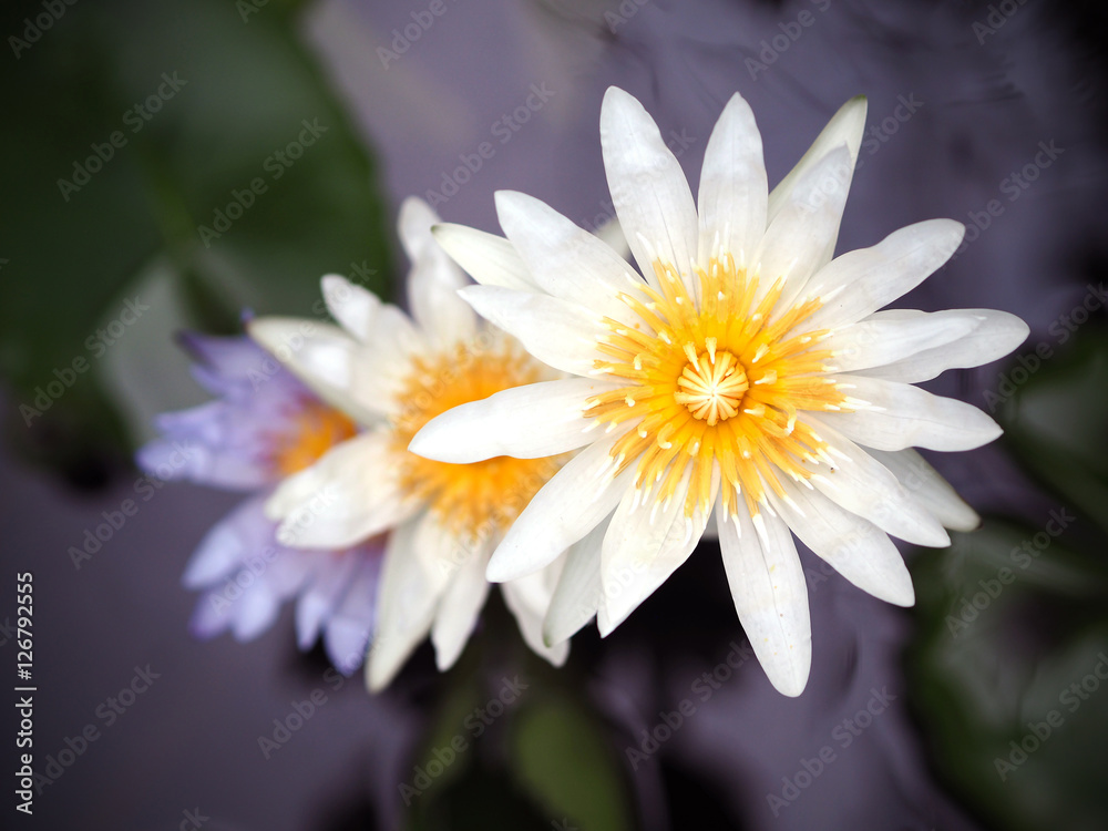 White and Purple Three Lotus on sunrise, Top view. White and Purple Three Lotus on sunrise, Top view.