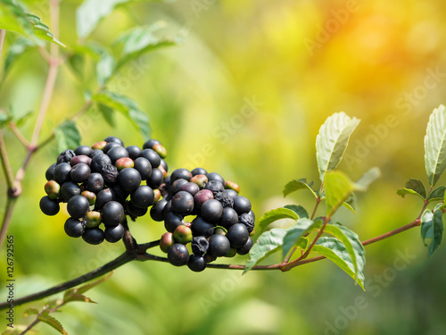 Black berries tree plant in garden at Thailand.