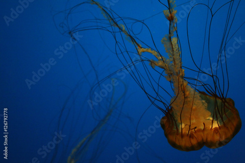 Wall Mural Jellyfish, swimming upside down