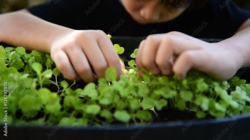 Selective focus at little seedling of vegetable in black soil and young children hand picking and gardening as home agriculture. Earth day concept Selective focus at little seedling of vegetable in black soil and young children hand picking and gardening as home agriculture. Earth day concept