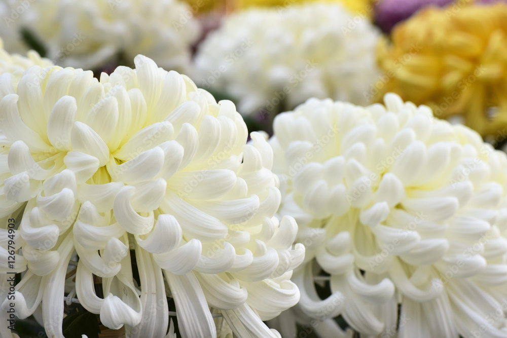 菊の花 菊の花