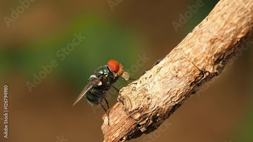 Closeup macro of green fly or greenbottle fly on branch eating food by spit saliva liquefy on food that enzymes can make it possible for them to eat food. This habit called Propagating Transmission.