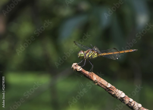 Dragonfly Perched on twigs look beautiful.(Dragonfly yellow)