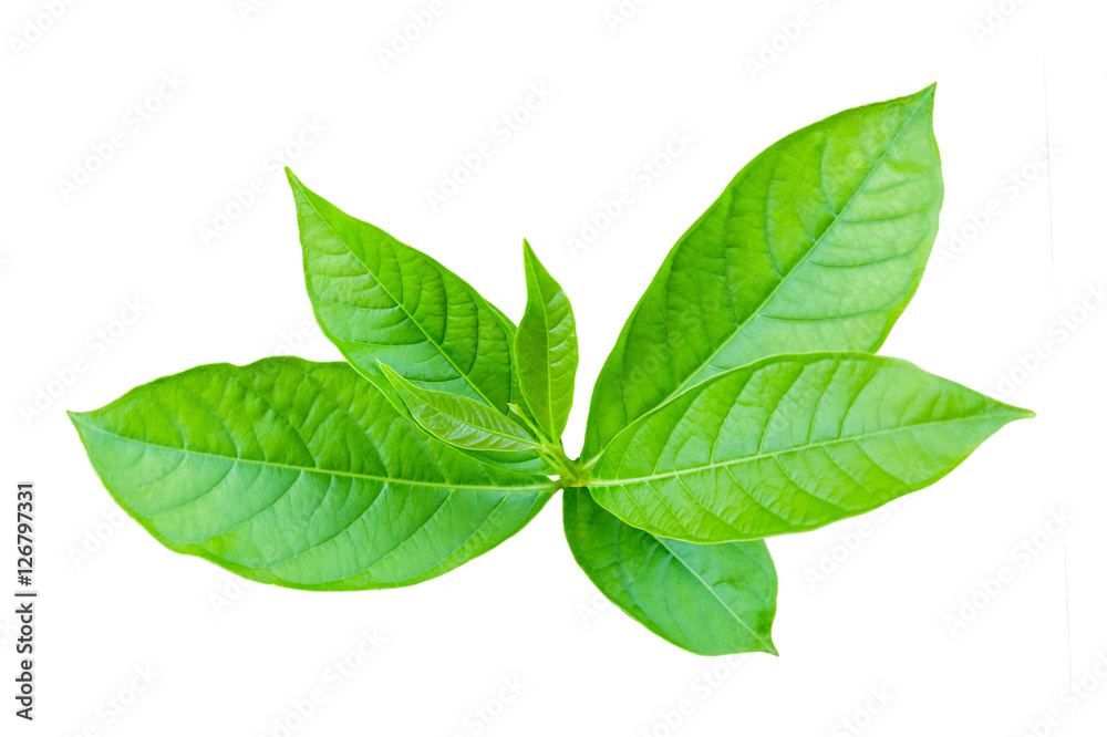 Obraz premium top view young tree isolated on white background