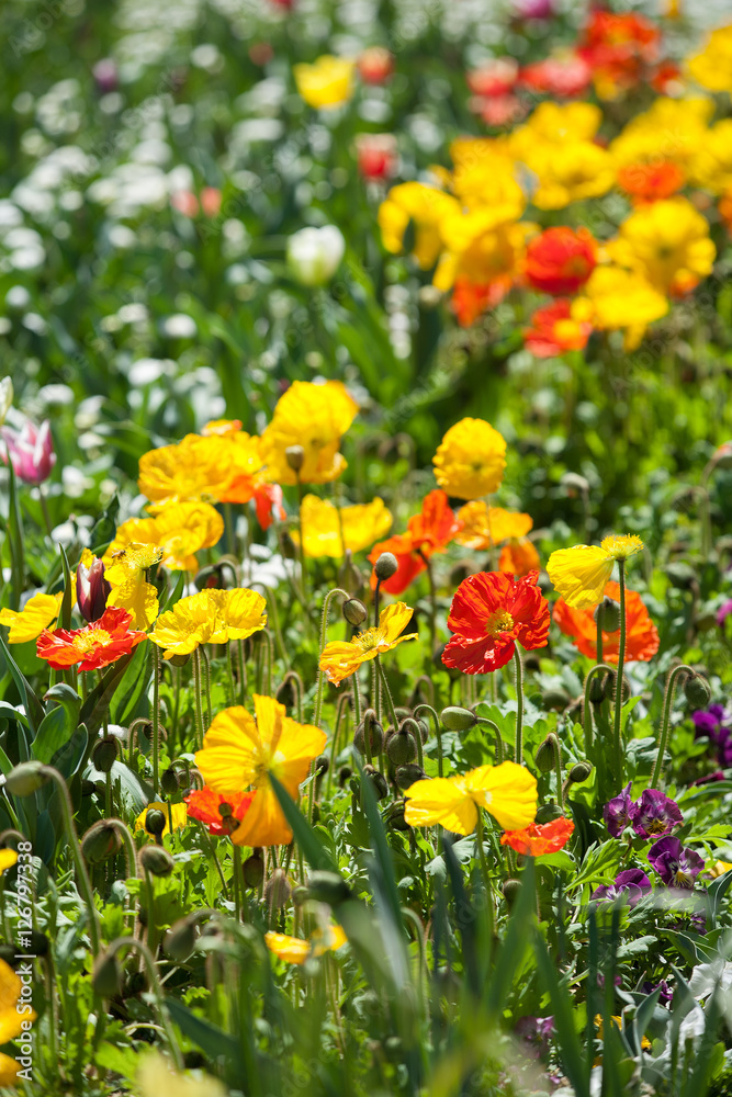 Colorful Poppy Flowers