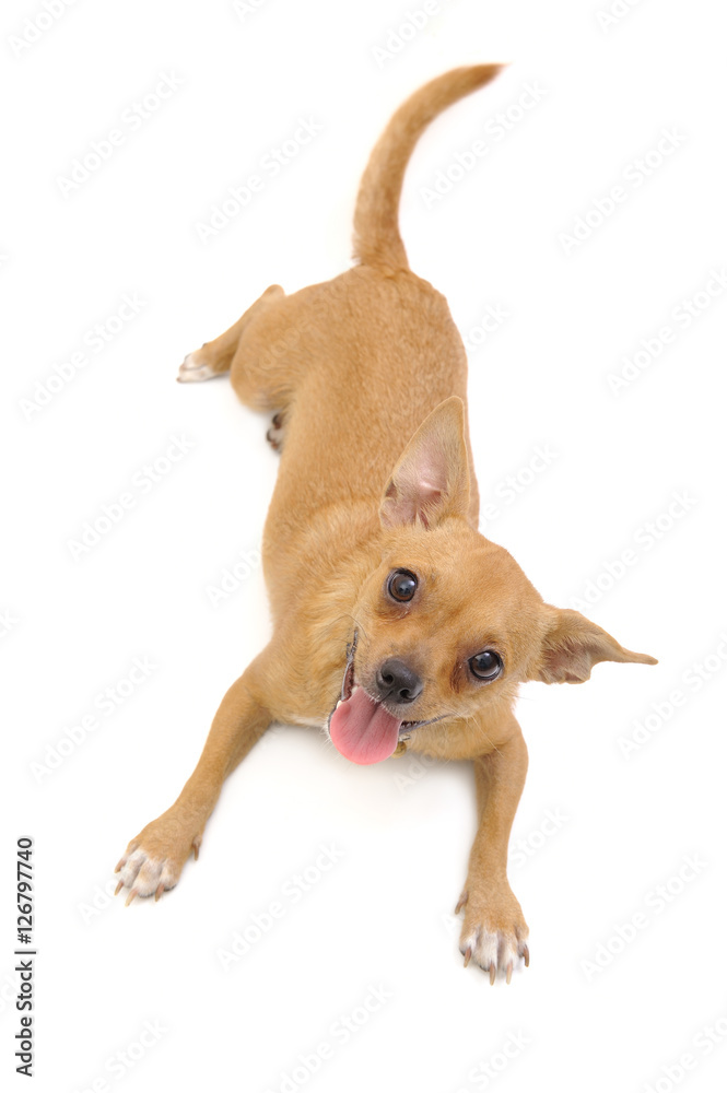A little puppy posing on a white background A little puppy posing on a white background