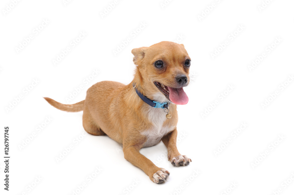 A little puppy posing on a white background A little puppy posing on a white background