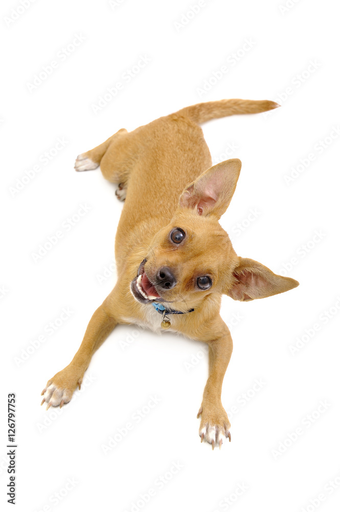 A little puppy posing on a white background A little puppy posing on a white background