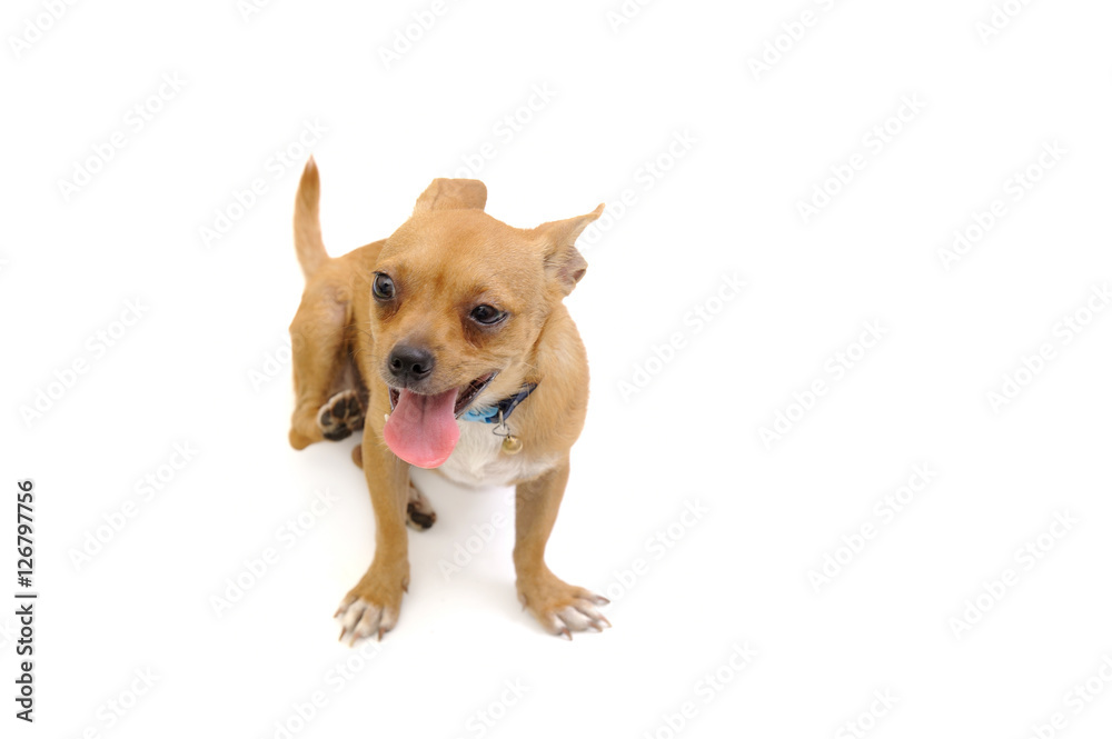 A little puppy posing on a white background