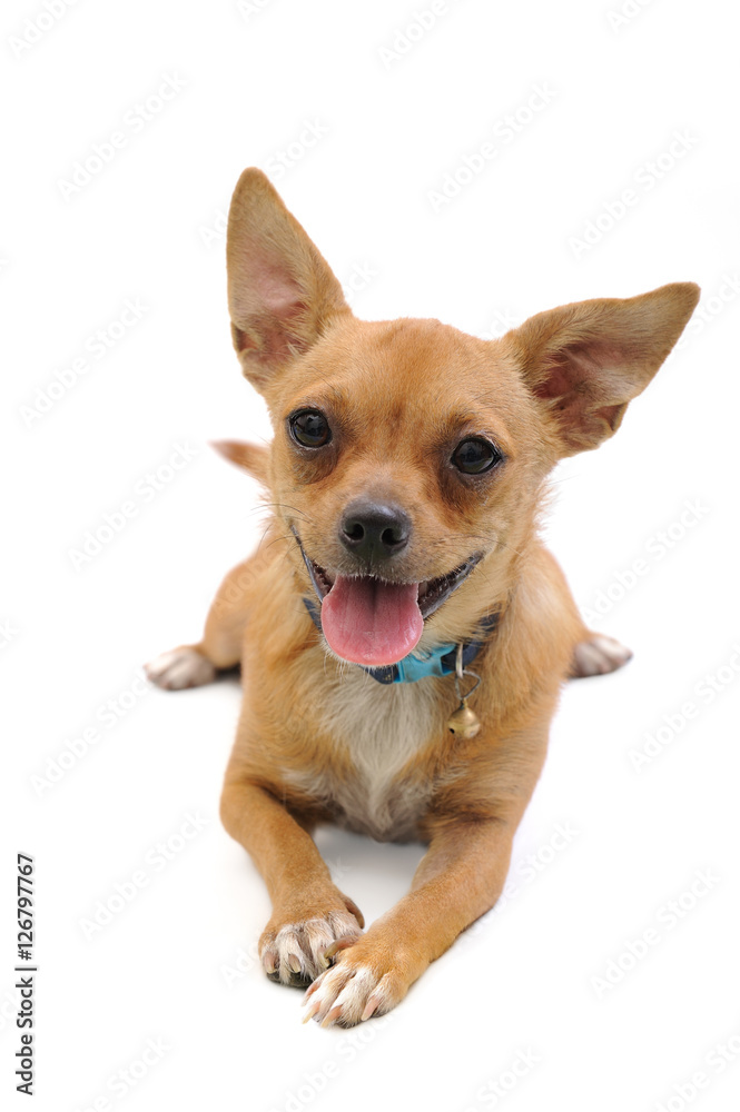 A little puppy posing on a white background A little puppy posing on a white background