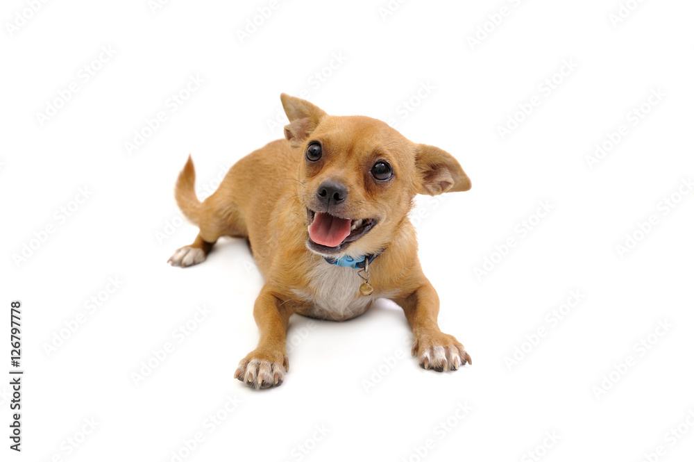 A little puppy posing on a white background A little puppy posing on a white background