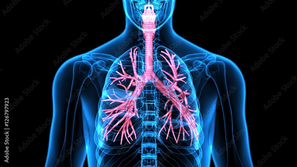 Foto 3Dillustration Human Respiratory System