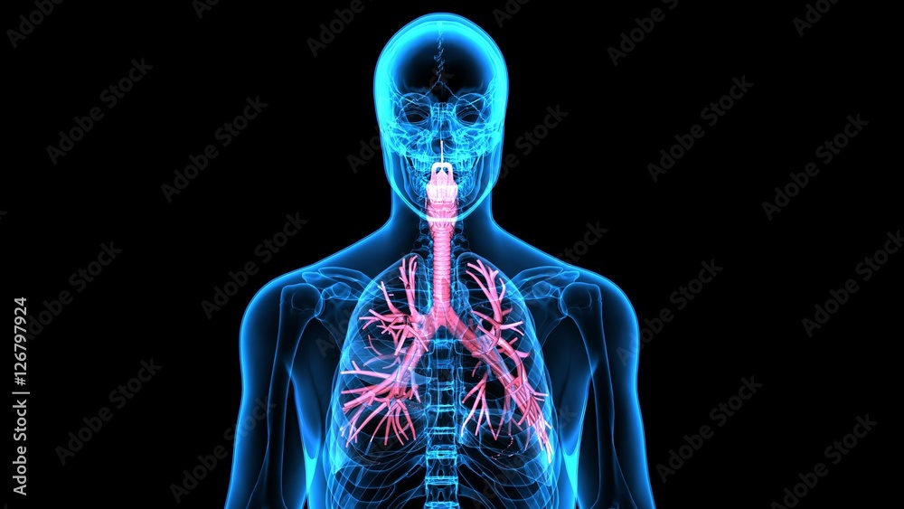 Fotografia 3Dillustration  Human Respiratory System