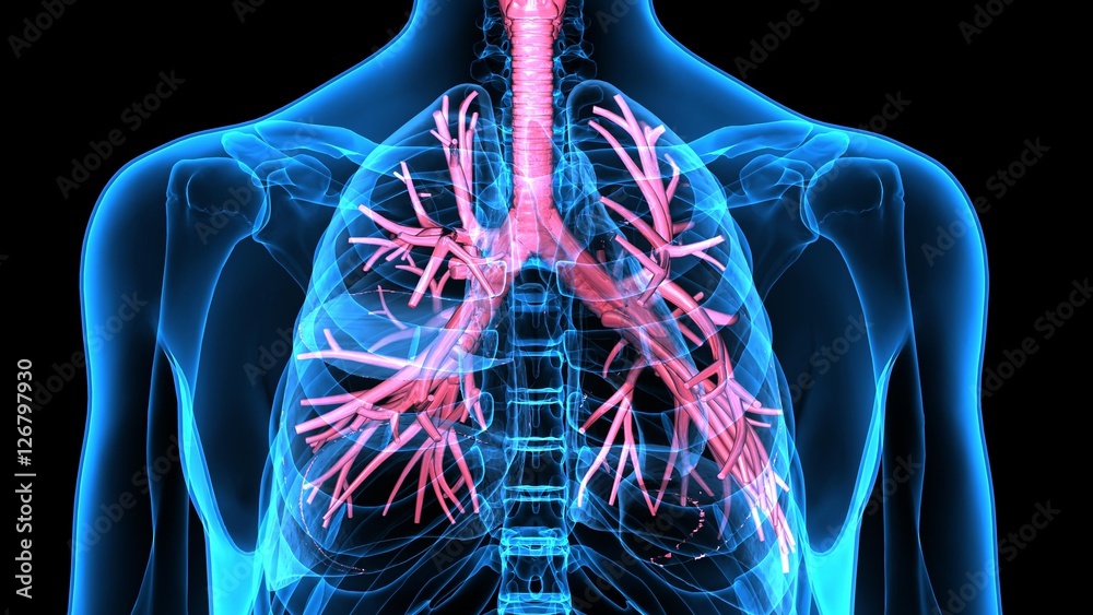 Fotografija 3Dillustration Human Respiratory System