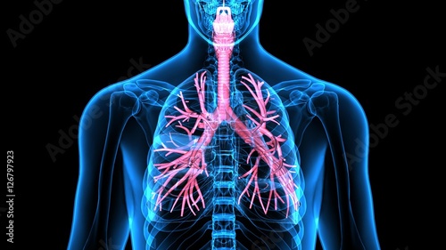 3Dillustration Human Respiratory System photo