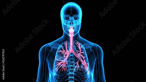 
3Dillustration  Human Respiratory System photo