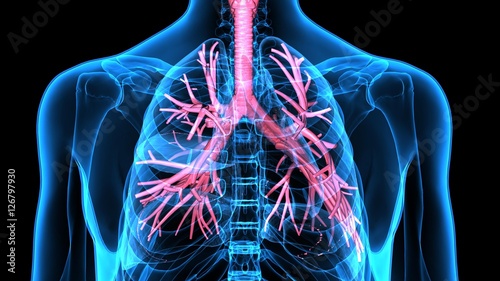 
3Dillustration Human Respiratory System photo