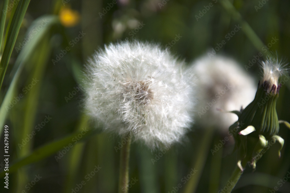 Fototapeta premium the field on which grow fluffy white dandelions. Photo close-up, small depth of field. Summer season