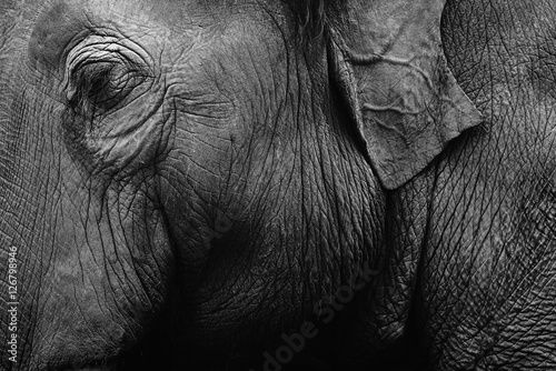 Elephant skin texture monochrome background. Closeup shot
