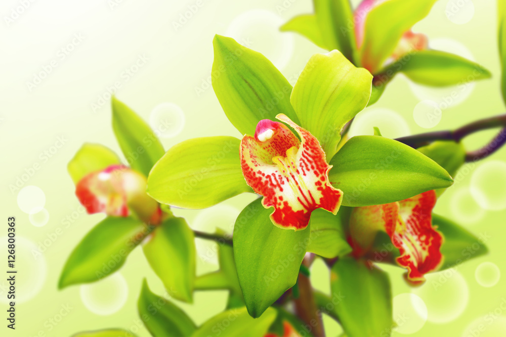 Obraz premium blossoming orchid with green petals, graphic bubbles in background