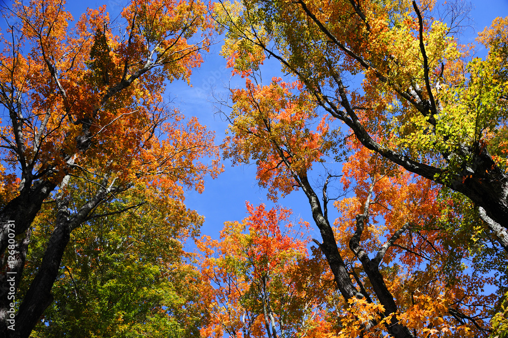 low angle view on colorful autumn trees and sky low angle view on colorful autumn trees and sky