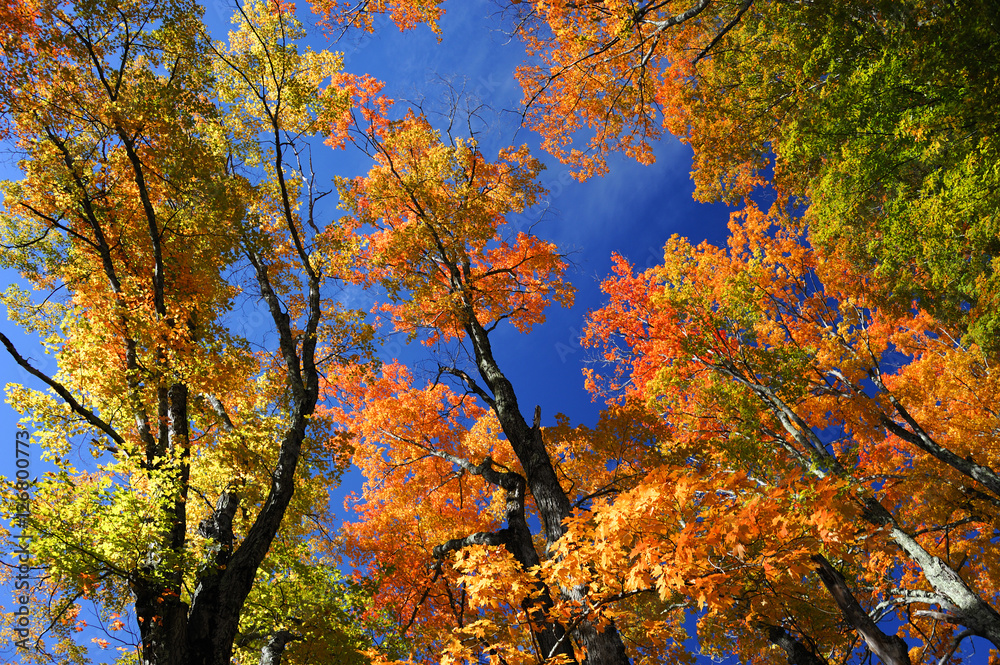 low angle view on colorful autumn trees and sky