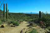 Desert Cactus  Saguarro East National Park