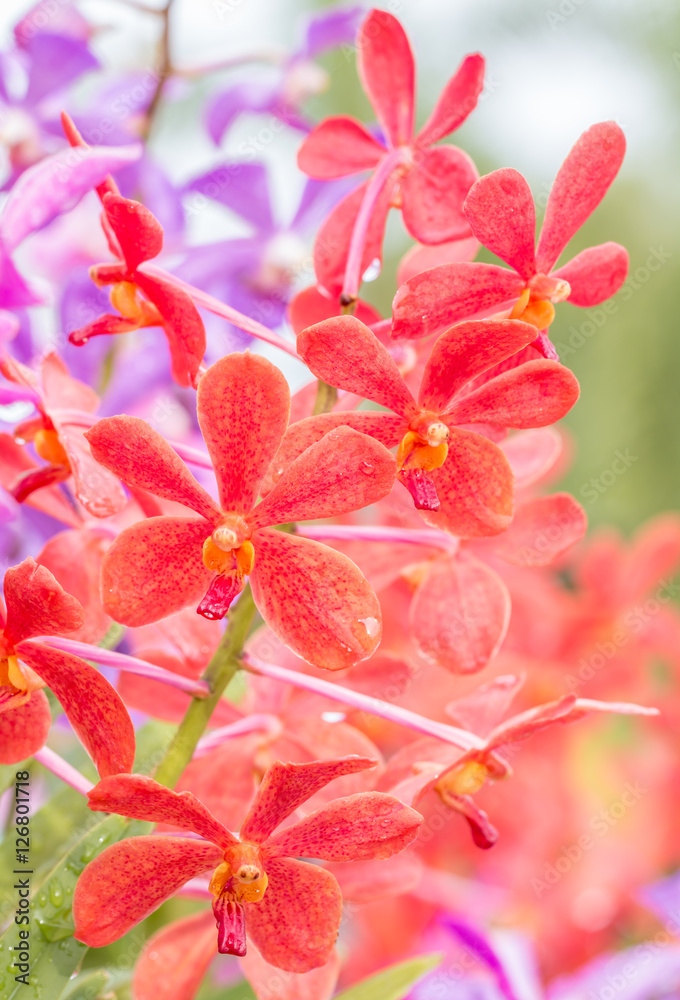 Red orchid (Mokara) in farm. Red orchid (Mokara) in farm.