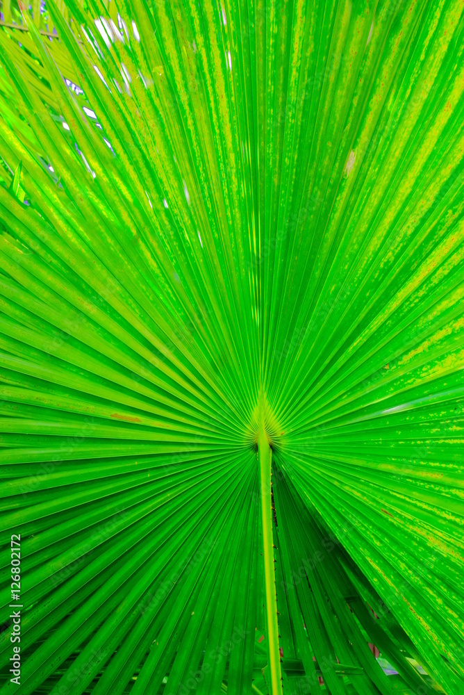 Texture of Green palm Leaf Texture of Green palm Leaf