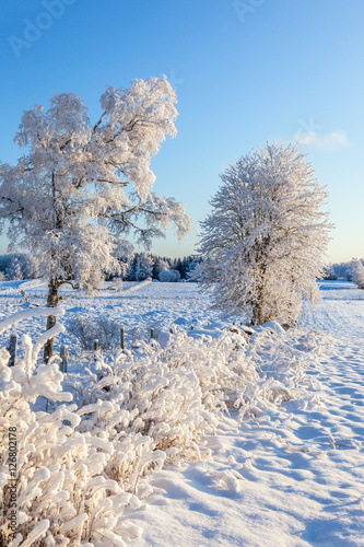 Winter landscape with snow and frost