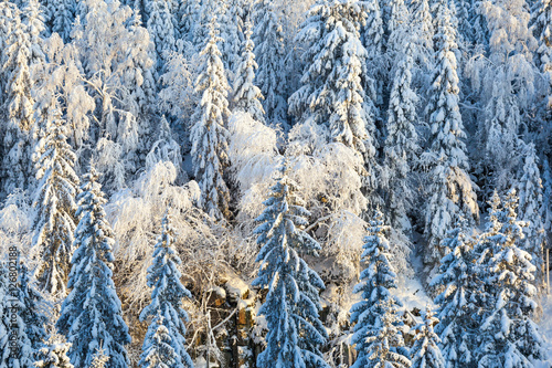 Winter in the forest with snow on spruces