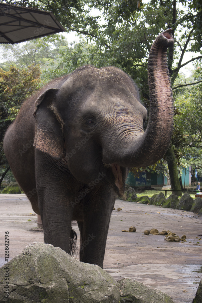 Fototapeta premium happy indonesia elephant in compound cage