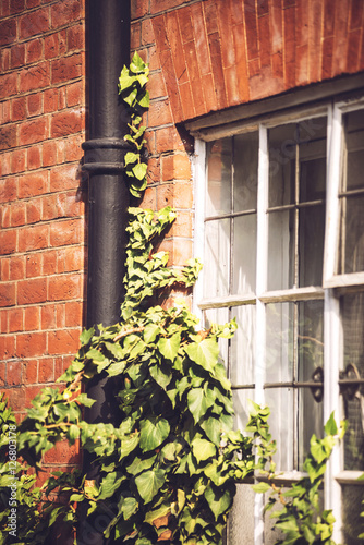Ivy climbing up.