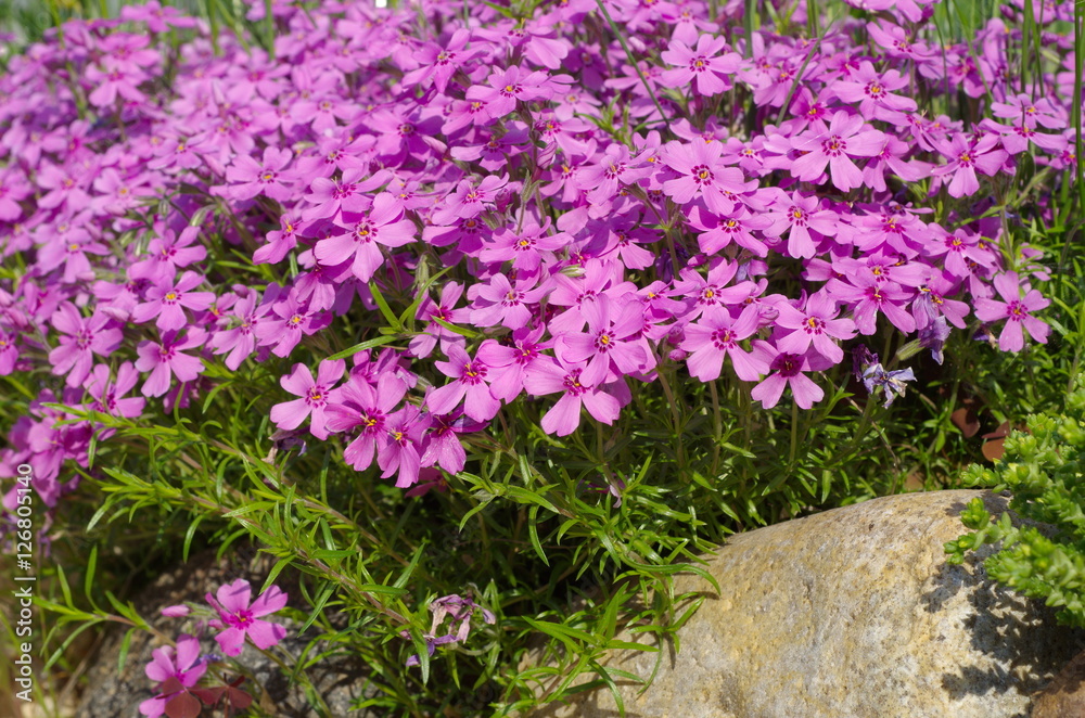 Obraz premium Flowers Phlox subulate in the garden