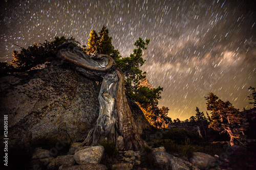Tree Against Starry Night