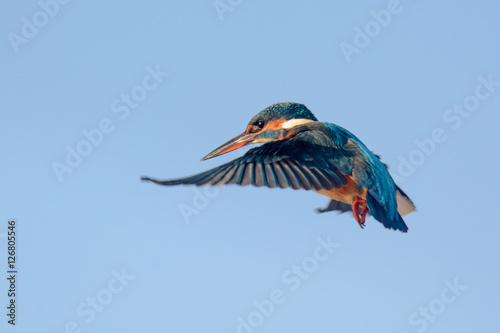 Eisvogel auf der Jagd im Rüttelflug photo