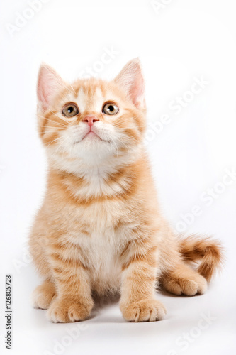 Funny kitten British cat (isolated on white)
