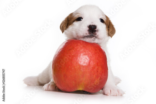 Foto Puppy Dog Jack Russell Terrier and apple (isolated on white)