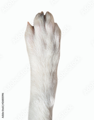 closeup of dog paw
