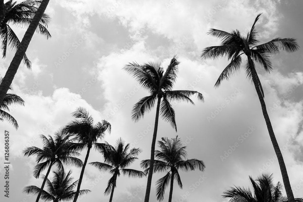 Palm trees (Black and white)