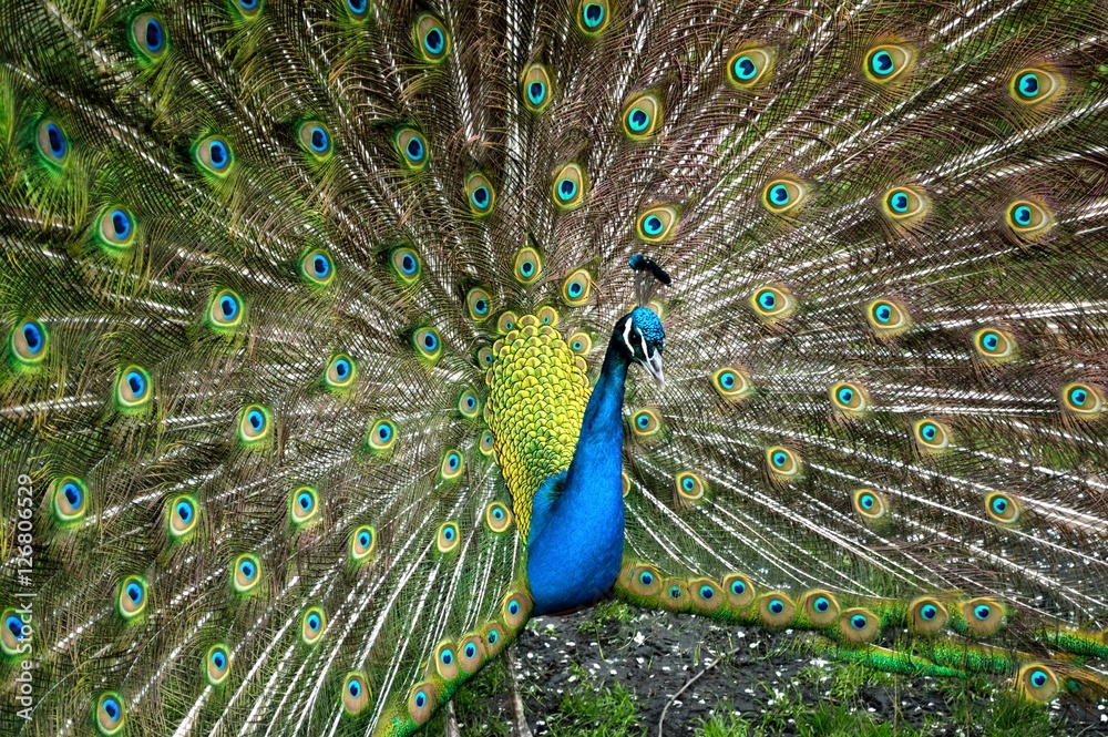 Obraz premium Peacock with its feathers fanned out.