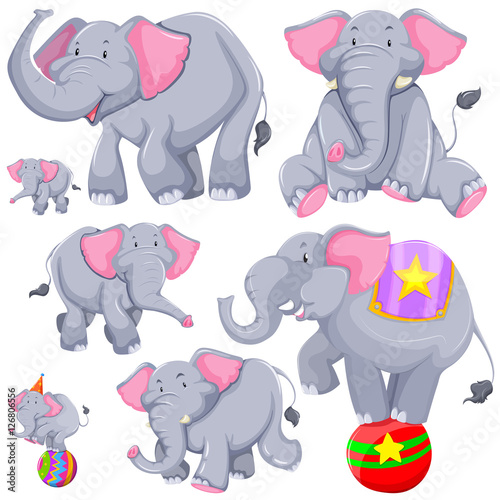 Gray elephant in different actions © blueringmedia