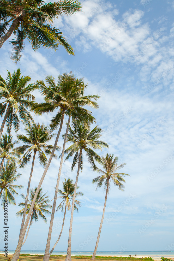 Palm trees against blue sky.