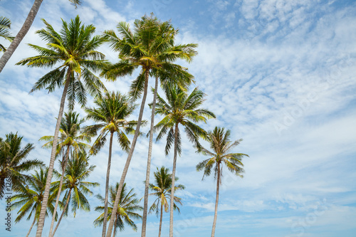 Palm trees against blue sky. © wandee007