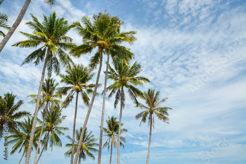 Palm trees against blue sky.