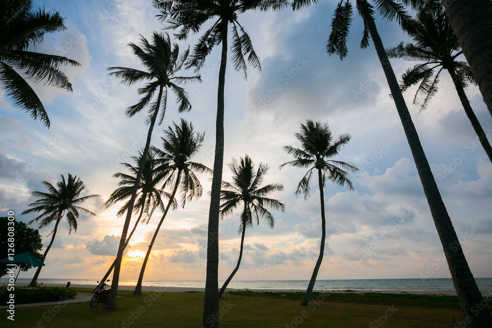 palm trees at beautiful sunset time palm trees at beautiful sunset time