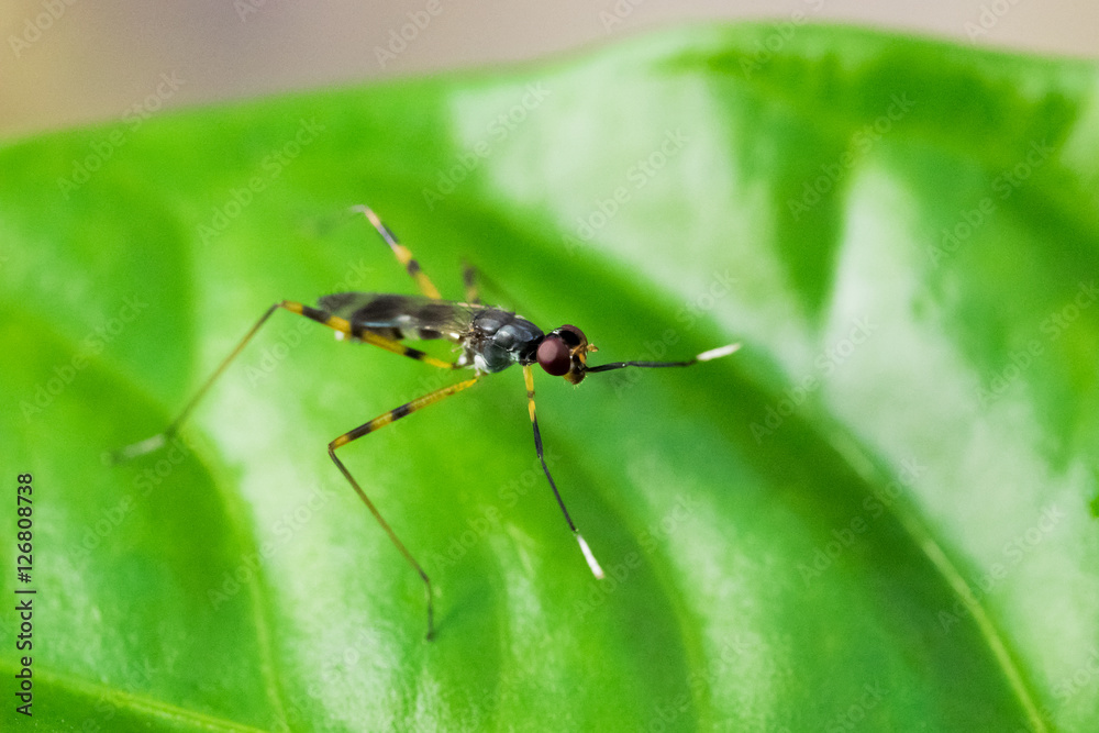 Fototapeta premium Insect