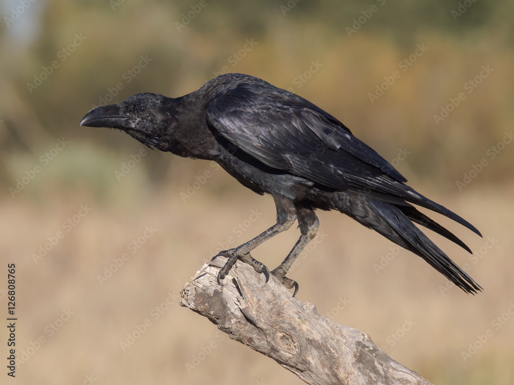 Naklejka premium Cuervo joven